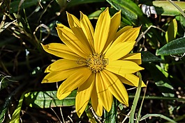 雜色菊,黃色,花