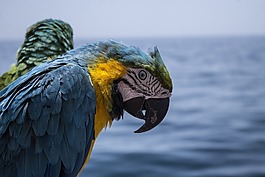 鹦鹉,海盗,宝