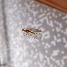 昆蟲,性質(zhì),宏