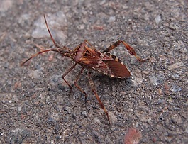 甲蟲(chóng),昆蟲(chóng),宏
