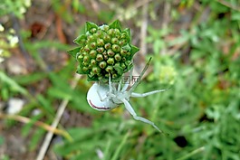 昆蟲(chóng),白蜘蛛,宏