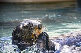 奧特,動(dòng)物,水族館