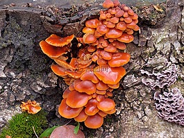 樹樁,秋季,蘑菇