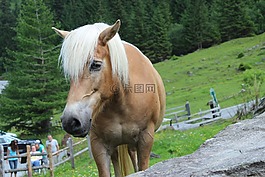 马,haflinger,注意