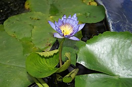 花卉,水百合,自來水廠