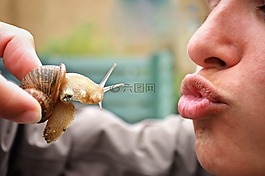 蝸牛,吻,爬行動物