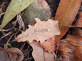 工作表,橡木,秋季