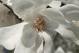 玉蘭花,白,關(guān)閉