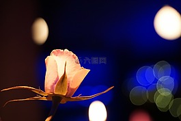 玫瑰,光明,背景