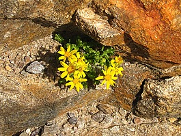 鮮花,石頭,山