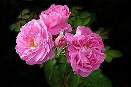 玫瑰,鲜花,深粉色