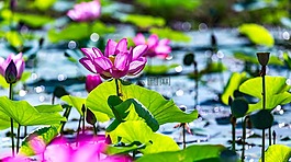 自然,植物區(qū)系,花