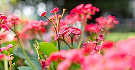 自然,花,植物區(qū)系