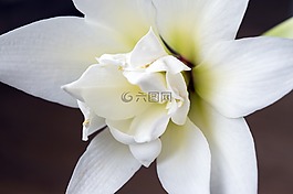 朱顶红,孤挺花,白花