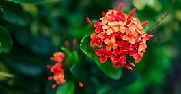 自然,花,植物區(qū)系