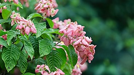 自然,花,植物區(qū)系