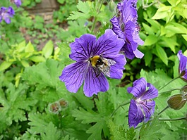 蜜蜂,花,自然