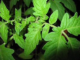 番茄葉,植物,番茄