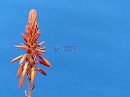 花,天空,蓝色