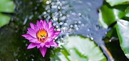 自然,植物區(qū)系,花