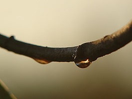 拖放,花園,分支機(jī)構(gòu)