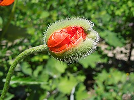 罌粟,芽,關(guān)閉