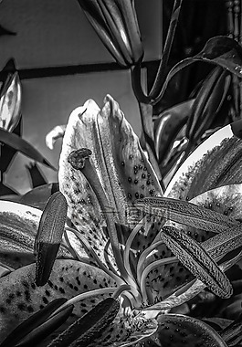 bnw,blackandwhite,单色
