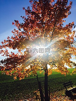 樹,光,太陽