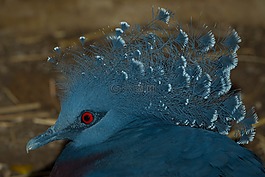 維多利亞加冠鴿,鳥類王國,鳥