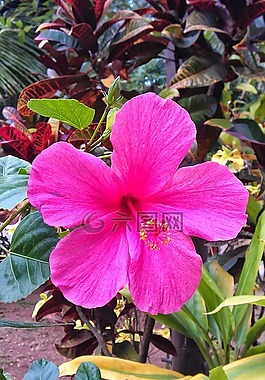夏威夷芙蓉,粉红色的芙蓉,单花