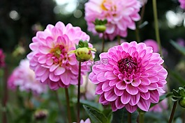花,粉紅色,開花