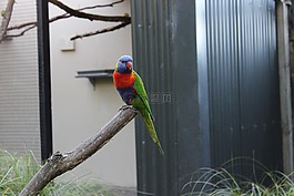 鸚鵡,鳥,科