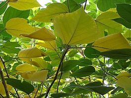 葉,植物,黃色