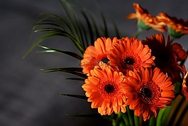 鮮花,非洲菊,開花