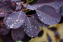 葉子,雨,葉