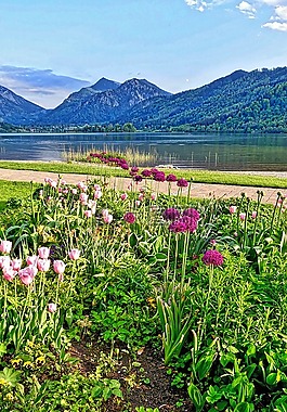 鮮花,山,景觀