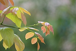 葉,自然,植物區(qū)系