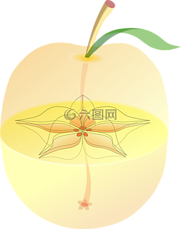 蘋果,解剖,內(nèi)