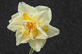 水仙,雨滴,雨