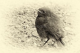 vergilbtvogel,羽毛,黑與白