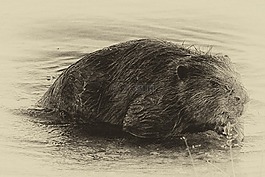 海貍,吃,水