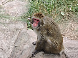 動物園,靈長類動物,動物