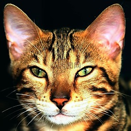 tomcat,貓,宿醉