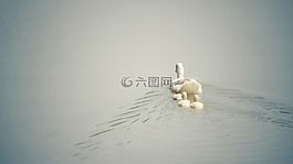 鴨,父,為人父母的