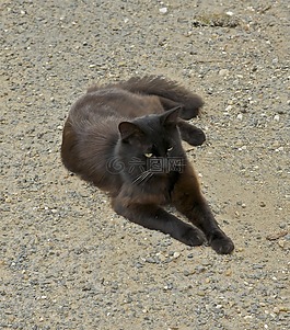 猫,rouffignac,猫的