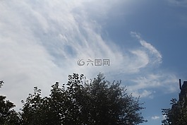 云,樹,綠色