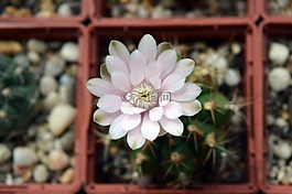 gymnocalycium anisitsii,仙人掌花,多汁