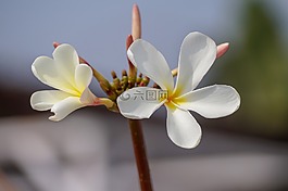 花,自然,花瓣