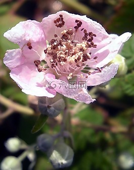鮮花,玫瑰,黑莓
