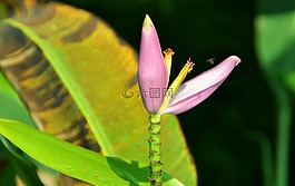 香蕉花,泰国,灌木